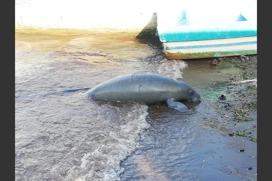 El manatí fue cargado por militares, quienes lo enterraron cerca de la playa. (Foto: Conap)