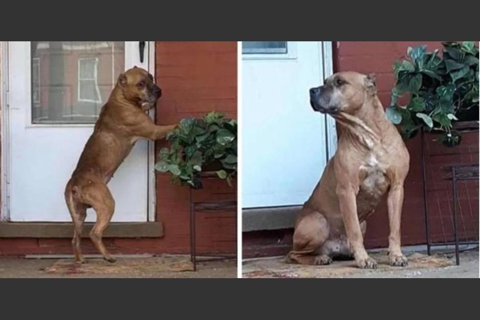 El perro pas&oacute; afuera de la casa de sus antiguos amos tres semanas hasta que fue rescatado. (Foto: Speranza Animal Rescue)