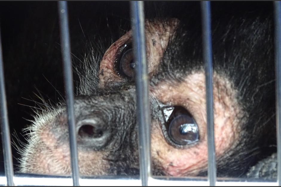 Los monos regresaron a su hábitat natural tras varios años en un proceso para su readapación a la vida silvestre. (Foto: Miriam Quiñónez/Conap)