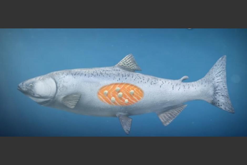 Vive en el tejido del salm&oacute;n (Foto IbTimes)