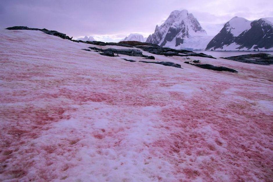 Otras denominaciones que recibe este suceso es "nieve sandia" o "nieve de sangre" (Foto: Tiempo.com)