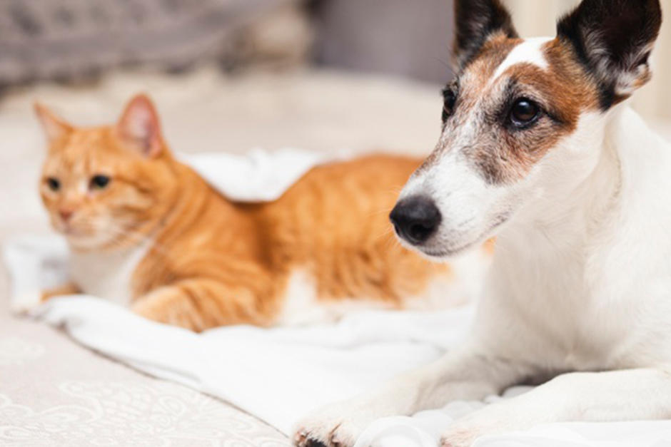 En muchos países el confinamiento estrechó el vínculo entre las personas y su mascota (Fotografía: Freepik)