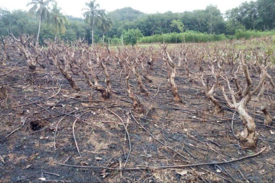 Los propietarios señalan a los invasores de destruir las fincas. (Foto: Archivo/Soy502)