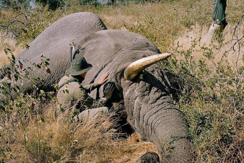 Alrededor de 300 elefantes han sido encontrados sin vida y con los colmillos intactos. (Foto: National Geographic)