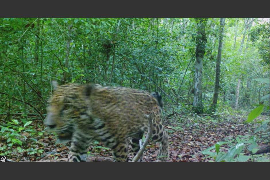 El animal fue captado cerca de biotopo protegido Dos Lagunas en Petén. (Foto: Francisco Asturias/Facebook)