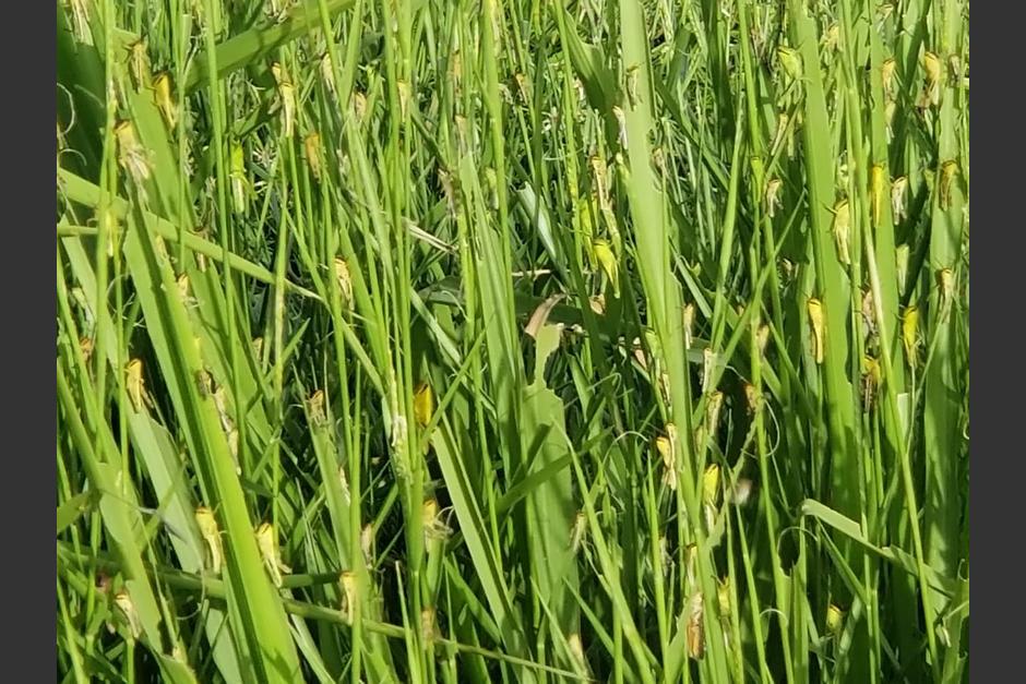 El MAGA investiga si es real un brote de langostas detectado en Pet&eacute;n. (Foto cortes&iacute;a W.S.)