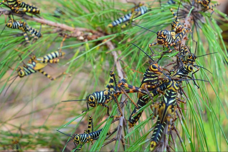 El Maga utilizará drones y GPS para identificar dónde se encuentra la plaga de langostas voladoras en Petén. (Foto: Noticias departamentales)
