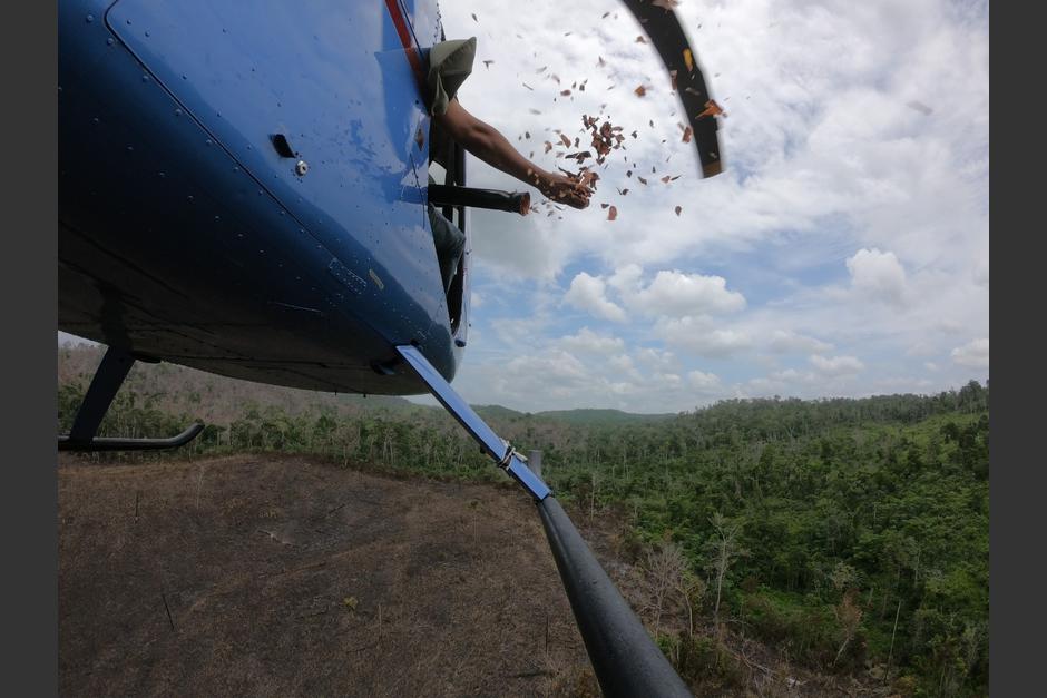 Las semillas buscan recuperar las zonas afectadas por incendios forestales. (Foto: Conap)