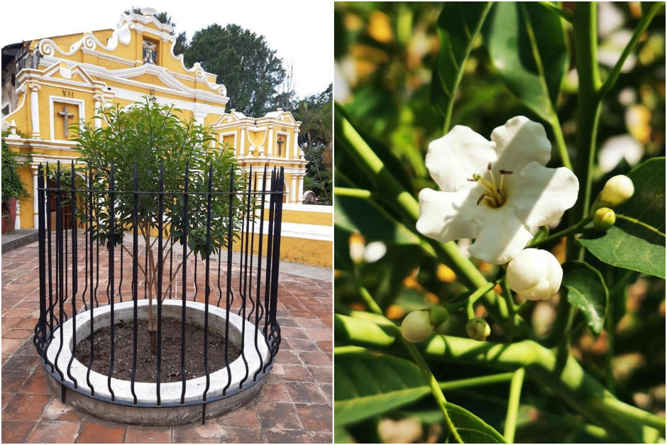 El árbol que plantó el Santo Hermano Pedro estuvo de pie 363 años a un costado de la ermita del Calvario. (Foto: Elizabeth Bell)