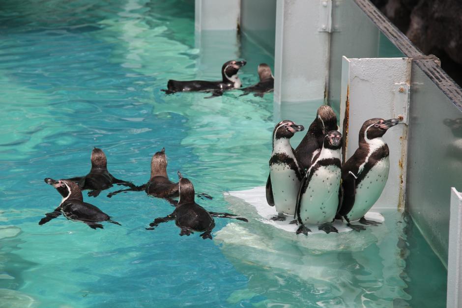 Zoológico La Aurora busca con urgencia alimento para pingüinos