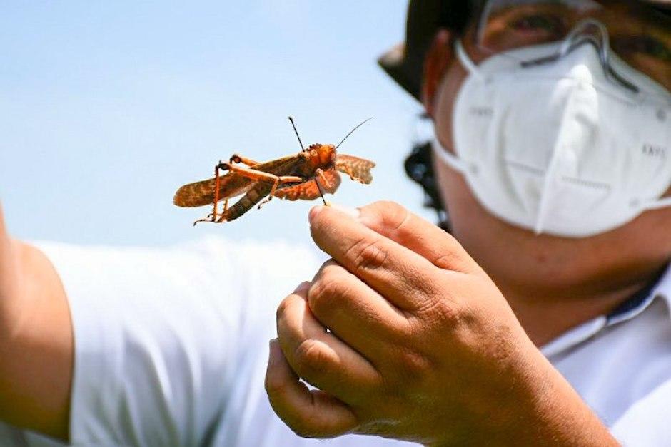 La medida se implement&oacute; por la amenaza que representa la plaga en la agricultura nacional (Foto ilustrativa: diario huella)