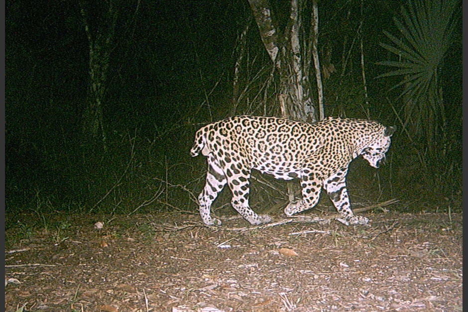 Un jaguar fue captado en la frontera entre Guatemala y Belice. (Foto: M. Kelly/WCS)