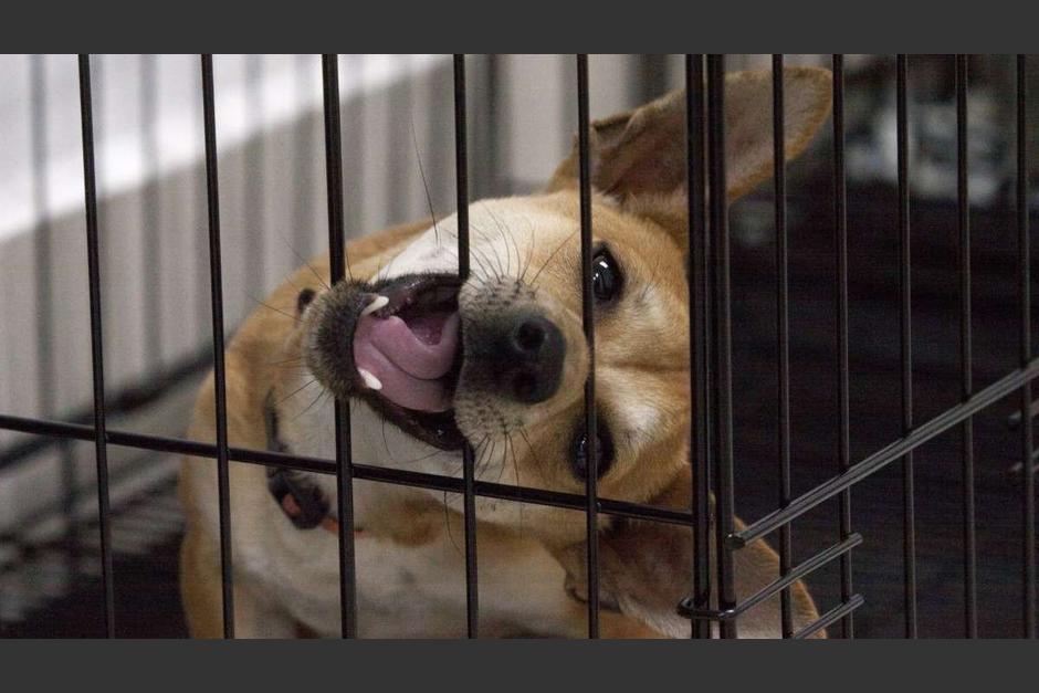 La medida ha generado alegr&iacute;a entre los protectores de los animales alrededor del mundo. (Foto: Cuarto Oscuro)