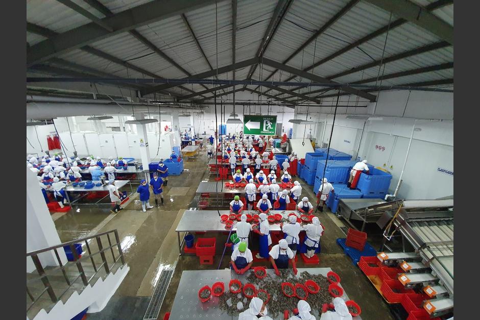 Acuamaya ha respondido a la ca&iacute;da de precios y demanda por la pandemia de Covid-19, abriendo nuevos mercados en Europa y Asia e impulsando nuevos productos. (Foto: Cortes&iacute;a Gabriel Biguria/Acuamaya)