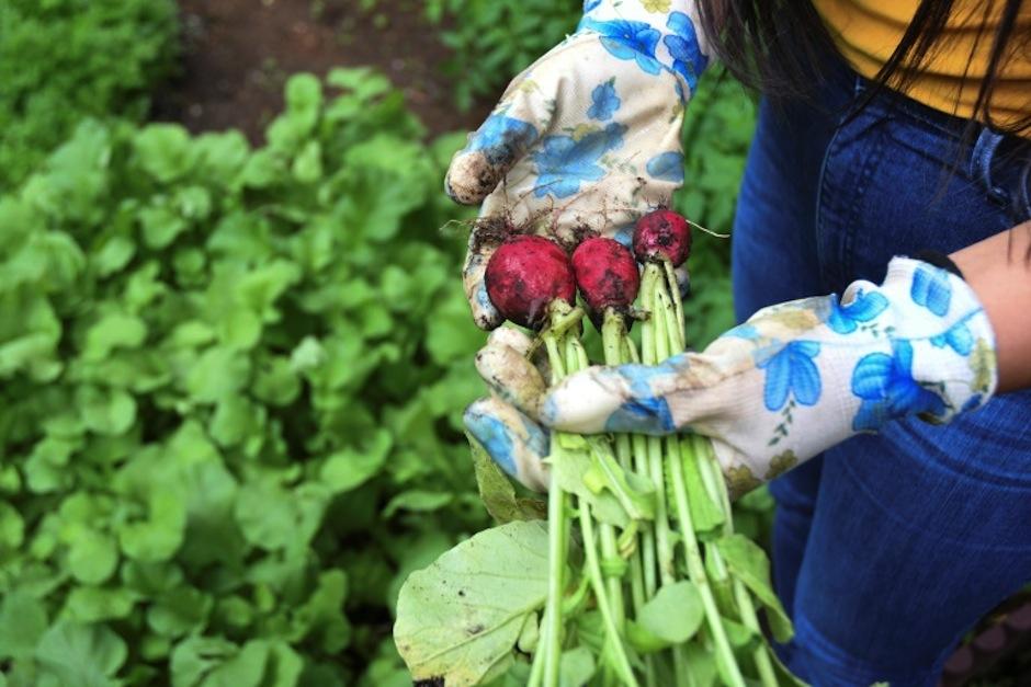 La estudiante Adriana Armas muestra vegetales cultivados en su huerto, ubicado en la ciudad de Guatemala. (Foto: Johan Ordoñez/AFP)