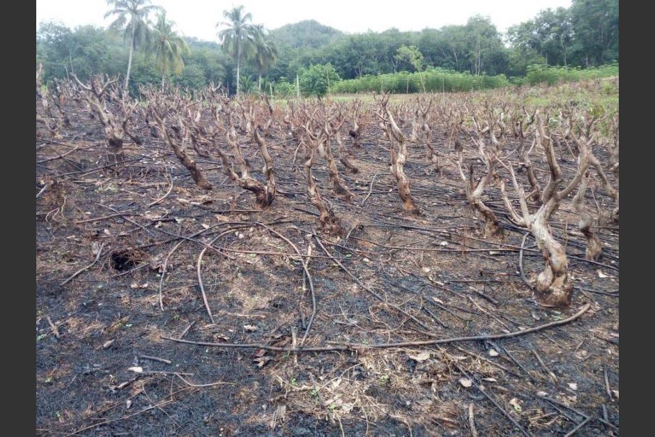 Según la Asociación, desalojar una finca invadida genera costos cercanos a 1 millón de quetzales. (Foto: Archivo/Soy502)