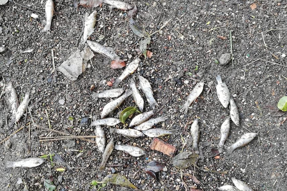 AMSA asegura que los peces murieron por un fenómeno natural ocurrido en el Lago de Amatitlán. (Foto: AMSA)