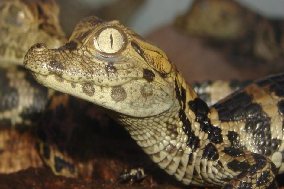 La Divisi&oacute;n de Protecci&oacute;n a la Naturaleza de la Polic&iacute;a Nacional Civil acudi&oacute; a rescatar al reptil (Foto ilustrativa: la plaza)
