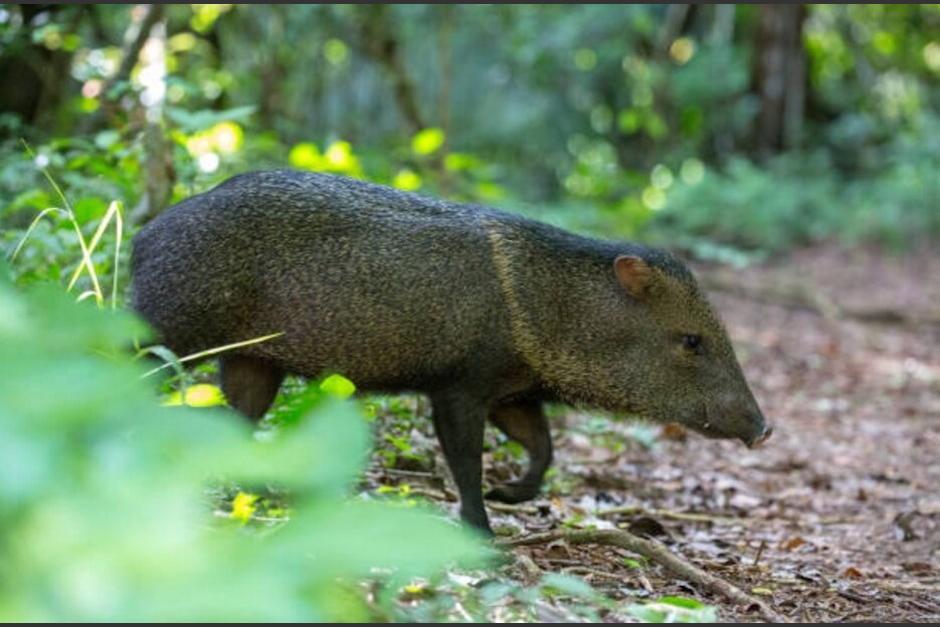 Una manada de Pecaríes Tajacu, conocida en el país como Coche de Monte, fue captada en el Parque Nacional Tikal. (Foto: AFP)&nbsp;