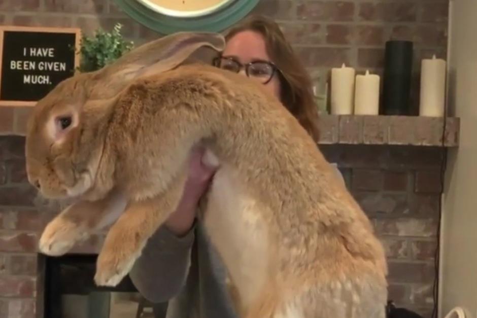 La familia se sorprendió con el tamaño de este conejo. (Foto: Instagram)