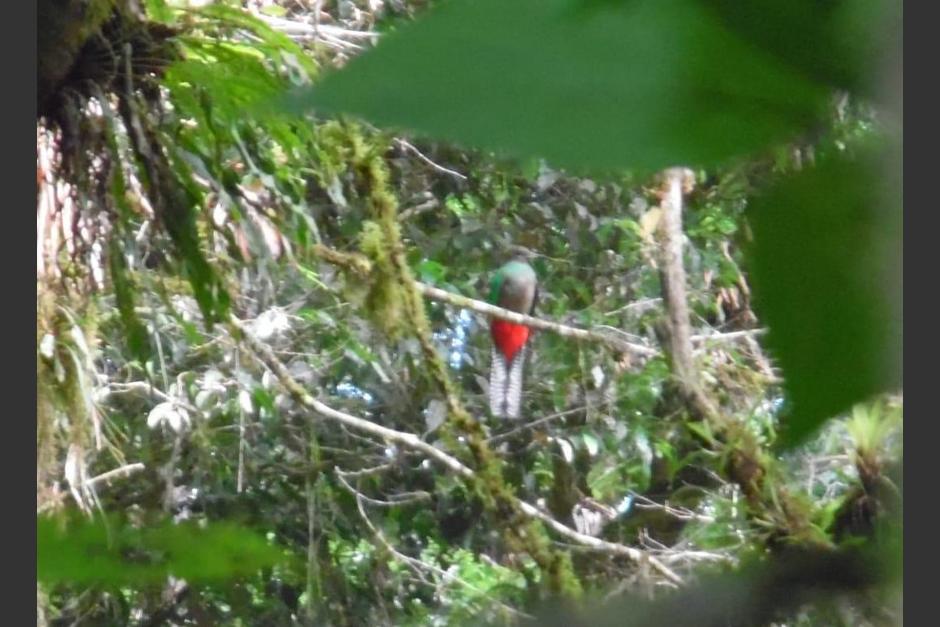 Actualmente los quetzales están en época de apareamiento. (Foto: Conap)