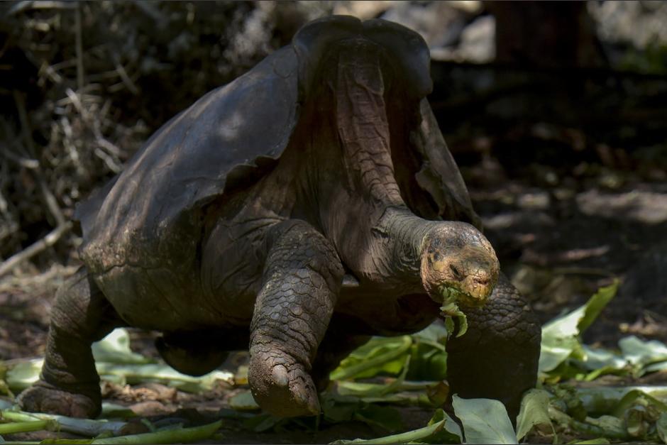 La longeva tortuga ha regresado a su hogar tras ser parte de un programa de reproducci&oacute;n de su especie. (Foto: AFP)