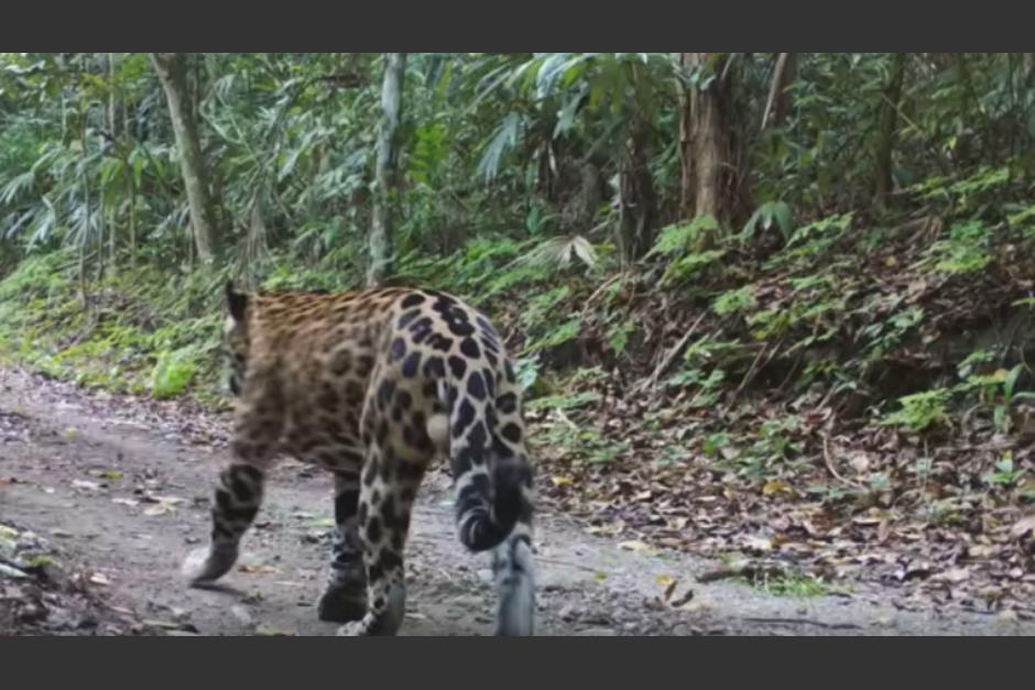 Los animales fueron vistos en la selva al Norte de Petén. (Foto: captura pantalla)&nbsp;