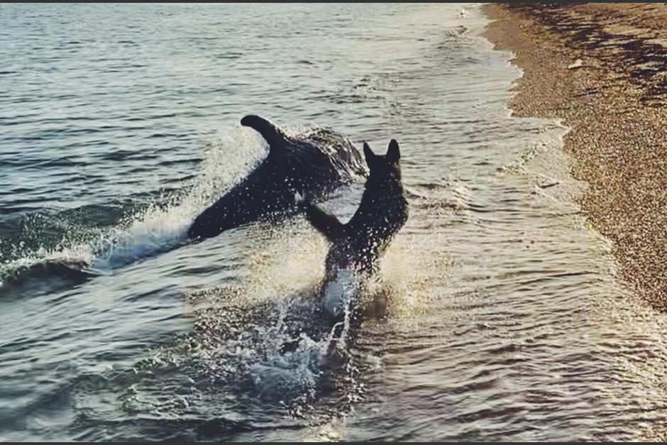 El delf&iacute;n y el perro comenzaron a jugar. (Foto: Instagram)