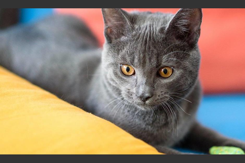 El gato también fue rescatado por los bomberos. (Foto con fines ilustrativos: Nueva Mujer)