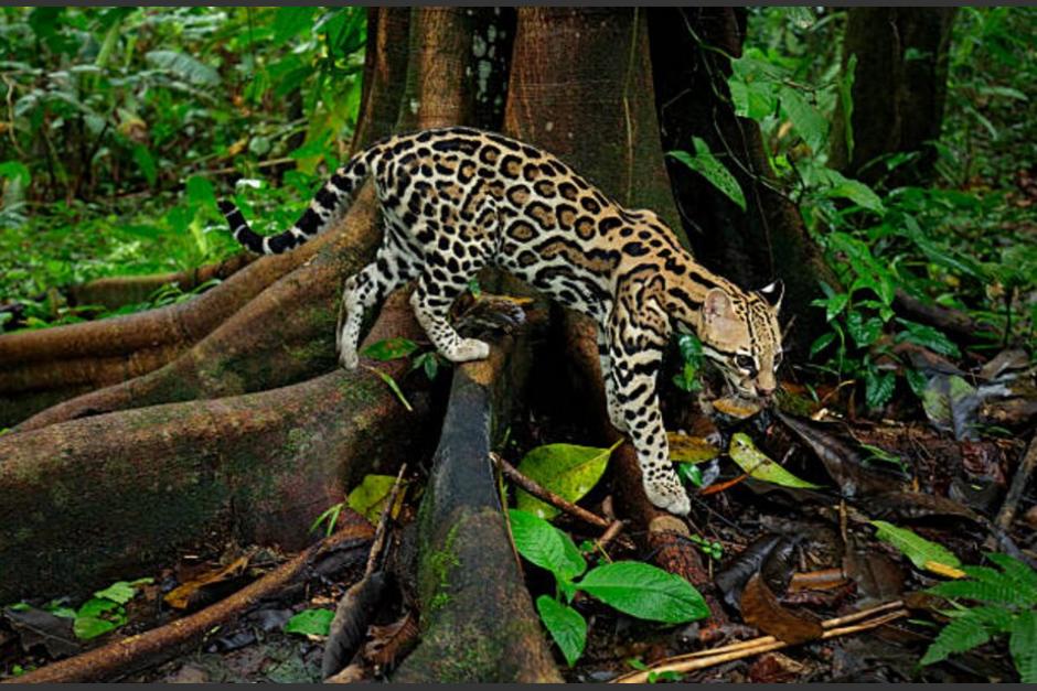 Un ocelote fue captado en Petén. (Foto ilustrativa: AFP) &nbsp;