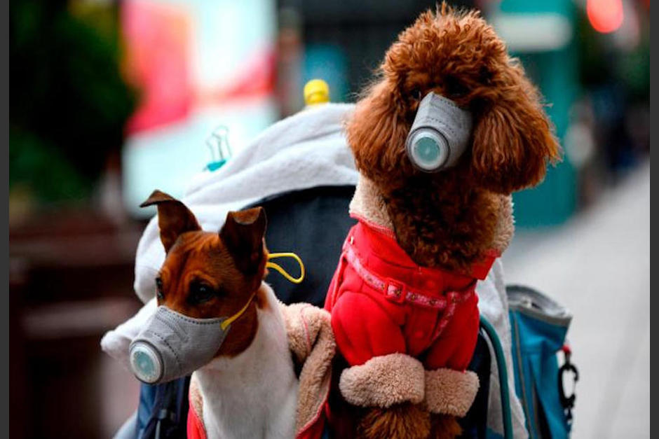 Las mascotas pueden dar positivo al virus y no necesariamente significa que estén infectados (Foto: AFP)