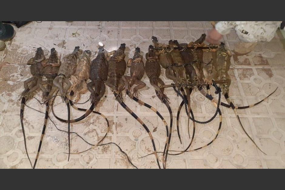 Las iguanas est&aacute;n catalogadas como una especie en peligro de extinci&oacute;n. (Foto: Ministerio P&uacute;blico)