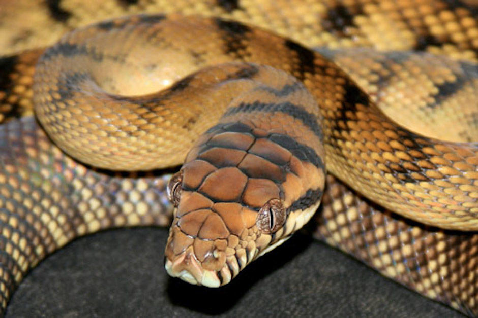 La toalla estaba aproximadamente a un metro de la boca de las serpiente (Foto ilustrativa: prozoo)