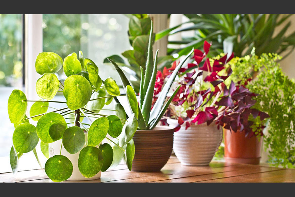 Estas plantas purifican el aire. (Foto: PXHere)