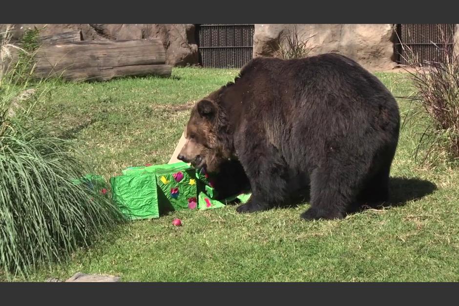 Las autoridades del Zoológico informaron de este nuevo integrante. (Foto: Archivo/Soy502)&nbsp;