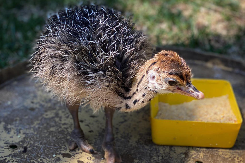 Las autoridades de ese recinto anunciaron al nuevo integrante de la familia. (Foto: Zoológico La Aurora)&nbsp;