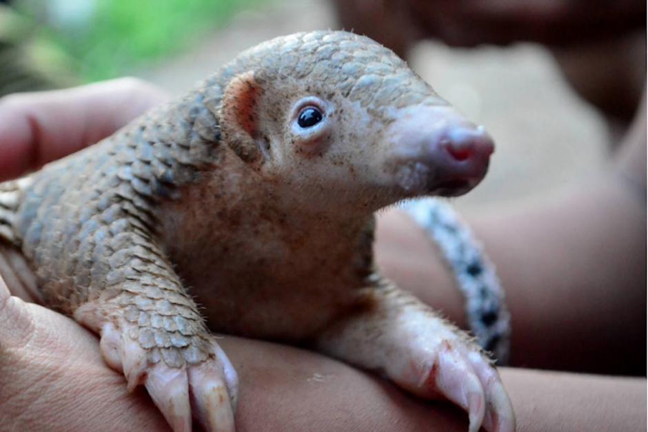 China prohibió "completamente" el comercio y consumo de animales salvajes. (Foto: AFP)