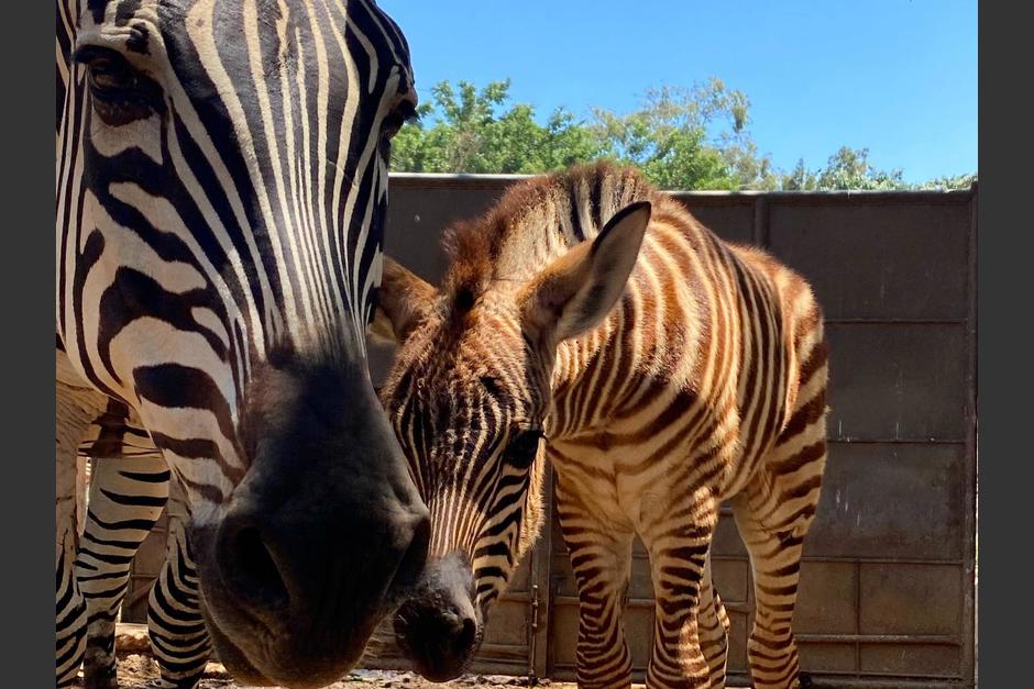 La pequeña cebra evoluciona satisfactoriamente tras dos semanas de haber nacido. (Foto: Zoológico La Aurora)