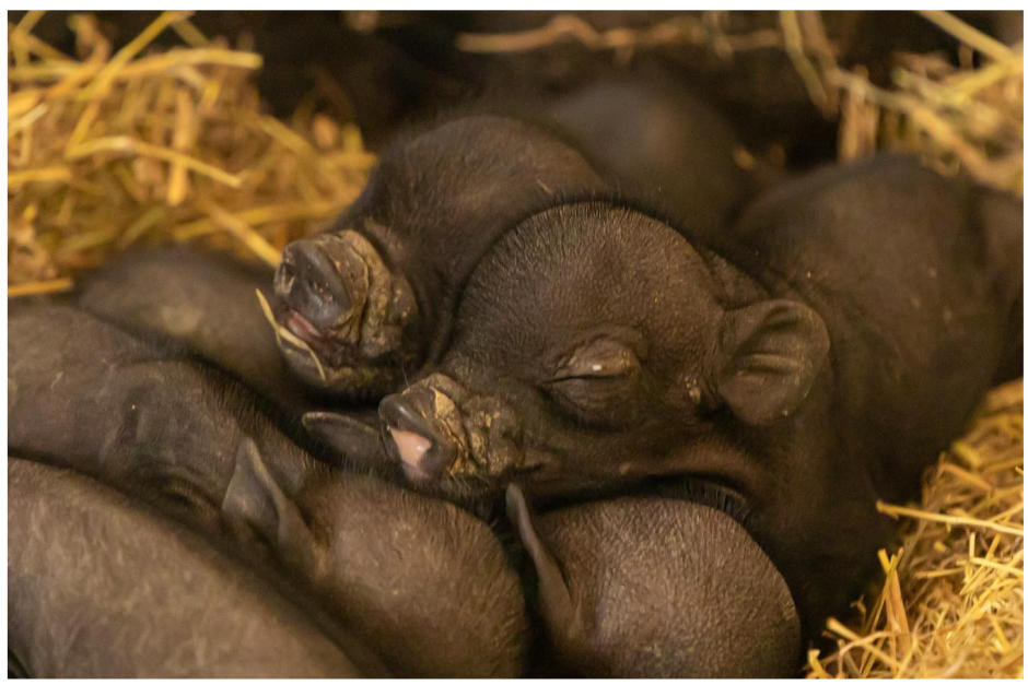 Conoce a estos 6 nuevos integrantes. (Foto Zoológico La Aurora)