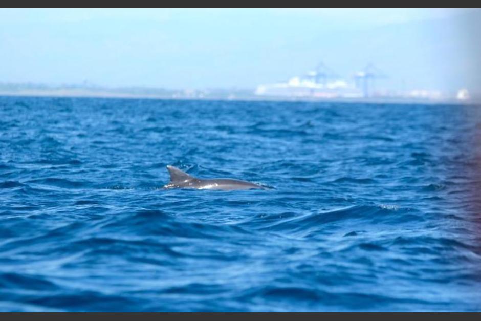 El reglamento de avistamiento de cet&aacute;ceos del Conap pide a las personas mantenerse a una distancia de 100 metros para observar a estos animales marinos. (Foto: Fredy Hern&aacute;ndez/Soy502)