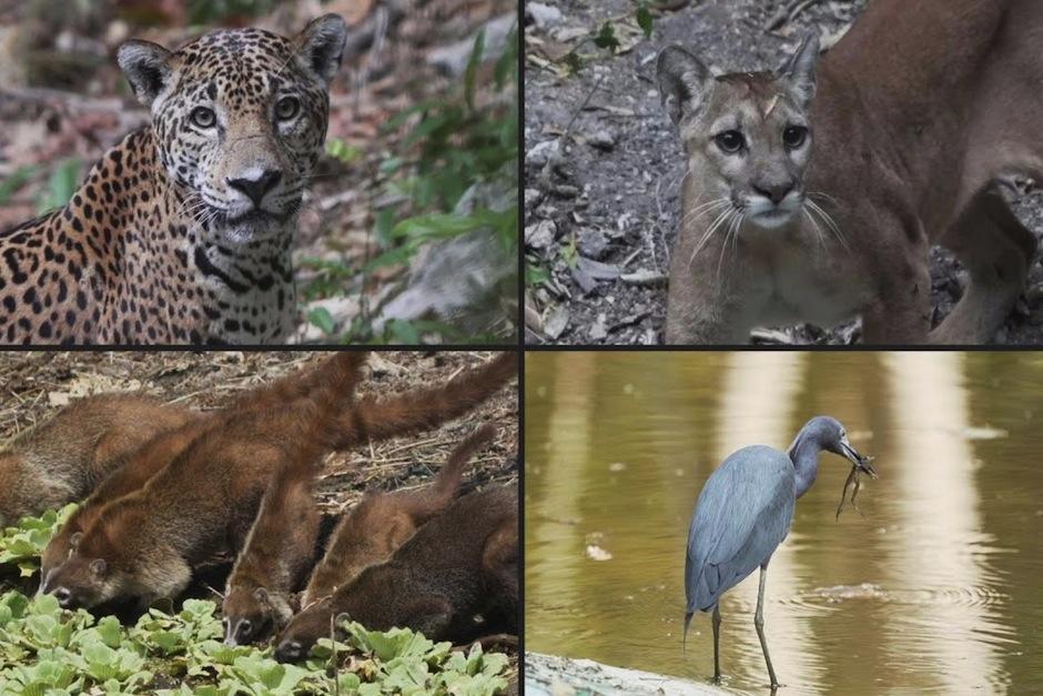 Los animales han regresado a tomar su espacio. (Foto: AFP)