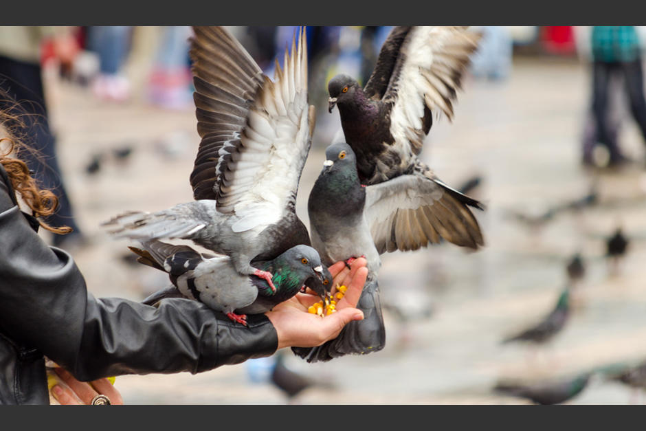 Los parques y lugares p&uacute;blicos en el pa&iacute;s contin&uacute;an clausurados por la crisis del coronavirus.&nbsp; (Foto: Ilustrativa/Cuarto de Hora)