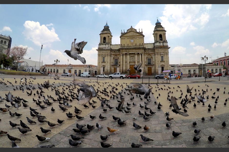Las palomas quedaron abandonadas por la falta de visitantes en varios sectores de la zona 1, pero trabajadores municipales les brindan alimento. (Foto: Fredy Hern&aacute;ndez/Soy502)