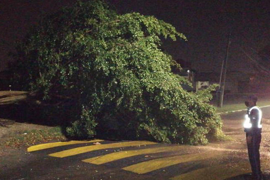Las autoridades reportaron un &aacute;rbol ca&iacute;do en residenciales Catalina, Villa Nueva. (Foto: Conred)