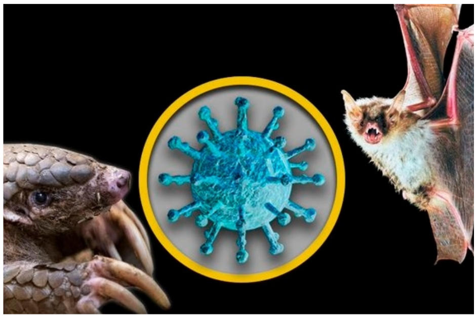 Casi 4 millones de casos de coronavirus se reportan en todo el mundo. (Foto UNAM)