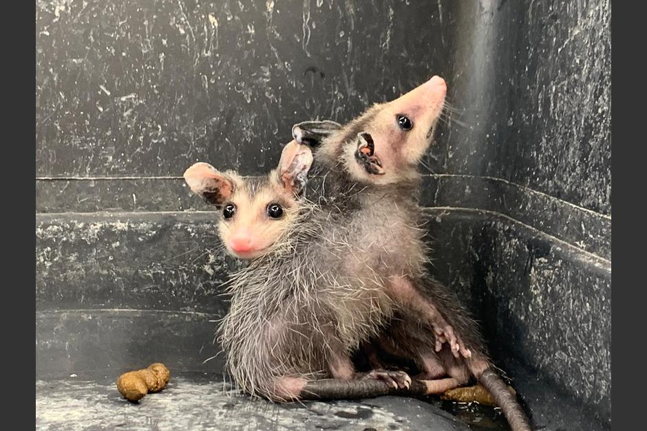 Los tacuazines han sido vistos en zonas urbanas de la costa sur. (Foto: Conap) 