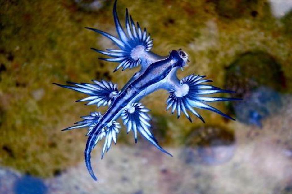El dragón azul es un extraña babosa marina cuya picadura es muy peligrosa. (Foto: Milenio)
