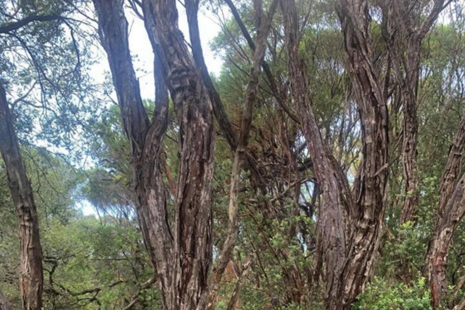 Encuentra a la serpiente. (Foto: Sanake Catcher Northern Rivers 24/7)