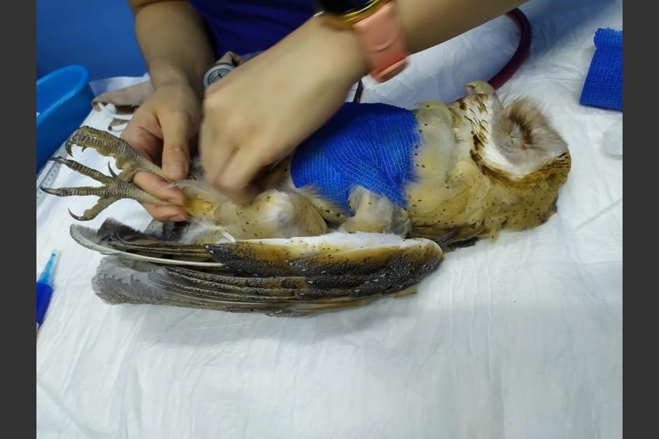 El ave se encuentra en estado crítico tras sufrir la agresión. (Foto: Proyecto Santa María)