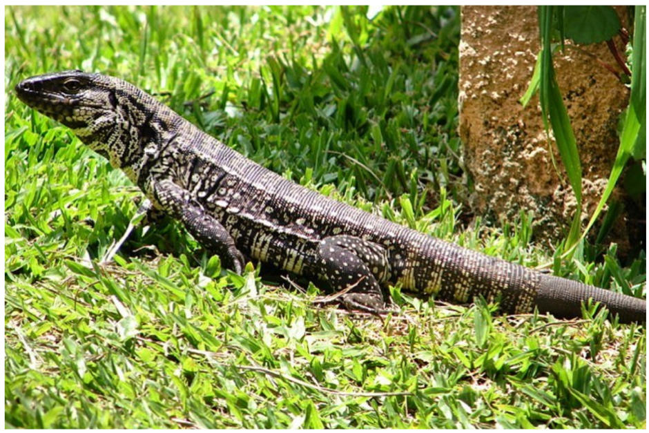 Hay otro animal m&aacute;s para agregar a esa&nbsp;lista de especies invasoras en EE.UU., los "tegus". (Foto Instagram)&nbsp;
